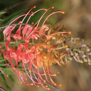 Grevillea 'Superb', 'Superb' Grevillea, Mediterranean shrubs, Evergreen Shrubs, Red flowers, Orange flowers, drought tolerant flowers