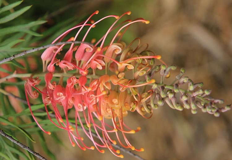 Grevillea 'Superb', 'Superb' Grevillea, Mediterranean shrubs, Evergreen Shrubs, Red flowers, Orange flowers, drought tolerant flowers
