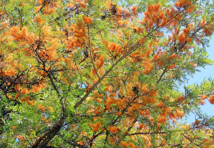 Grevillea robusta, Silky Oak, Silk Oak, Silky-Bark Oak, Mediterranean shrubs, Evergreen Shrubs, Yellow flowers, Orange flowers, drought tolerant flowers