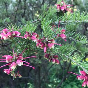 Grevillea rosmarinifolia, Rosemary Grevillea, Mediterranean shrubs, Evergreen Shrubs, Red flowers, Orange flowers, drought tolerant flowers