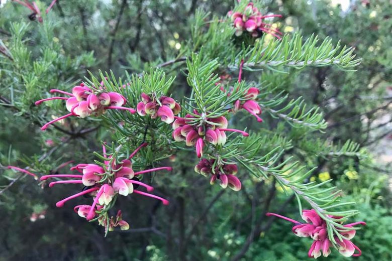 Grevillea rosmarinifolia, Rosemary Grevillea, Mediterranean shrubs, Evergreen Shrubs, Red flowers, Orange flowers, drought tolerant flowers