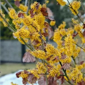 Hamamelis Brevipetala, Witch Hazel 'Brevipetala', Chinese Witch Hazel 'Brevipetala', flowering shrub, winter flowering shrub