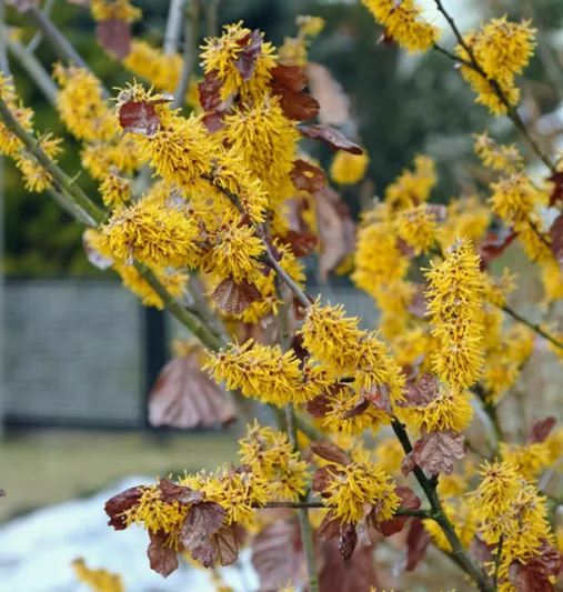 Hamamelis Brevipetala, Witch Hazel 'Brevipetala', Chinese Witch Hazel 'Brevipetala', flowering shrub, winter flowering shrub