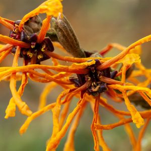 Hamamelis x Intermedia 'Aphrodite', Witch Hazel 'Aphrodite', Chinese Witch Hazel 'Aphrodite', Orange Flowers, Orange Witch Hazel
