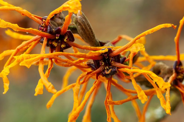 Hamamelis x Intermedia 'Aphrodite', Witch Hazel 'Aphrodite', Chinese Witch Hazel 'Aphrodite', Orange Flowers, Orange Witch Hazel