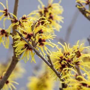 Hamamelis x Intermedia 'Arnold Promise', Witch Hazel 'Arnold Promise', Chinese Witch Hazel 'Arnold Promise', Yellow Flowers, Yellow Witch Hazel, Hamamelis × intermedia 'Arnold's Promise'