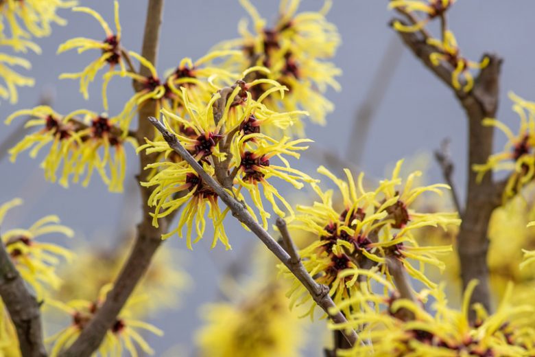 Hamamelis x Intermedia 'Arnold Promise', Witch Hazel 'Arnold Promise', Chinese Witch Hazel 'Arnold Promise', Yellow Flowers, Yellow Witch Hazel, Hamamelis × intermedia 'Arnold's Promise'