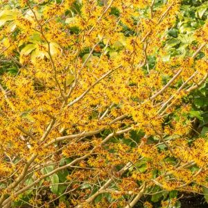 Hamamelis x Intermedia 'Arnold Promise', Witch Hazel 'Arnold Promise', Chinese Witch Hazel 'Arnold Promise', Yellow Flowers, Yellow Witch Hazel, Hamamelis × intermedia 'Arnold's Promise'