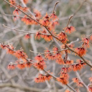 Hamamelis x Intermedia 'Diane', Witch Hazel 'Diane', Chinese Witch Hazel 'Diane', Hamamelis x Intermedia 'New Red'