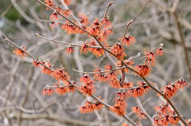Hamamelis x Intermedia 'Diane', Witch Hazel 'Diane', Chinese Witch Hazel 'Diane', Hamamelis x Intermedia 'New Red'
