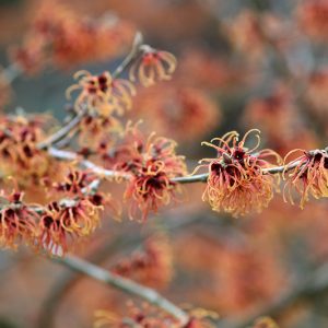 Hamamelis x Intermedia 'Jelena', Witch Hazel 'Jelena', Chinese Witch Hazel 'Jelena', Hamamelis x intermedia 'Copper Beauty', Witch Hazel 'Copper Beauty', Orange Flowers, Orange Witch Hazel