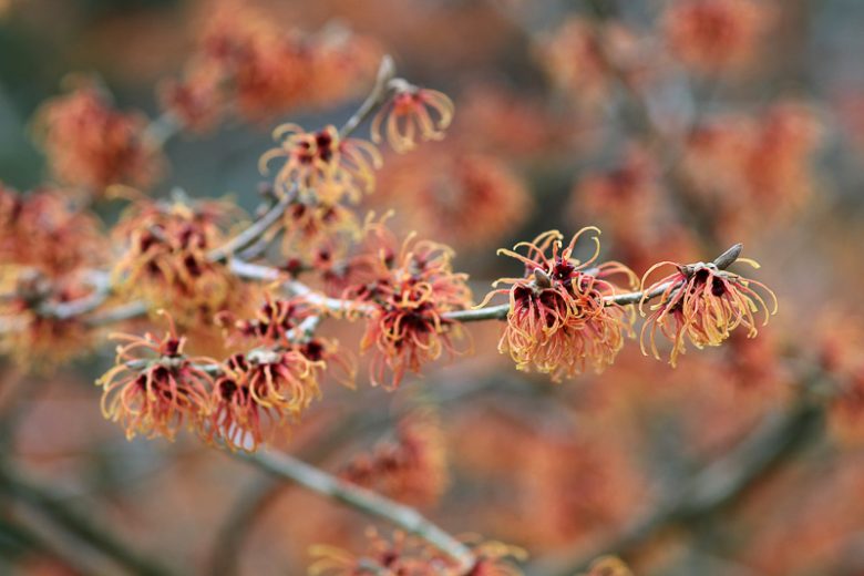 Hamamelis x Intermedia 'Jelena', Witch Hazel 'Jelena', Chinese Witch Hazel 'Jelena', Hamamelis x intermedia 'Copper Beauty', Witch Hazel 'Copper Beauty', Orange Flowers, Orange Witch Hazel