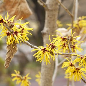 Hamamelis x Intermedia 'Pallida', Witch Hazel 'Pallida', Chinese Witch Hazel 'Pallida', Hamamelis Mollis 'Pallida'