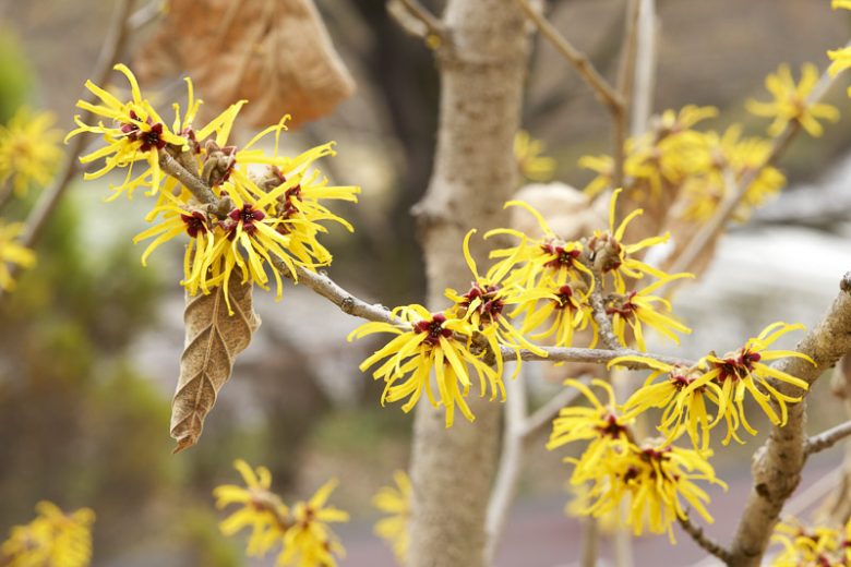 Hamamelis x Intermedia 'Pallida', Witch Hazel 'Pallida', Chinese Witch Hazel 'Pallida', Hamamelis Mollis 'Pallida'