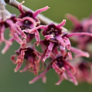 Hamamelis vernalis 'Kohankie Red', Witch Hazel 'Kohankie Red', Vernal Witch Hazel 'Kohankie Red', Ozark Witch Hazel 'Kohankie Red', Purple Flowers, Purple Witch Hazel,