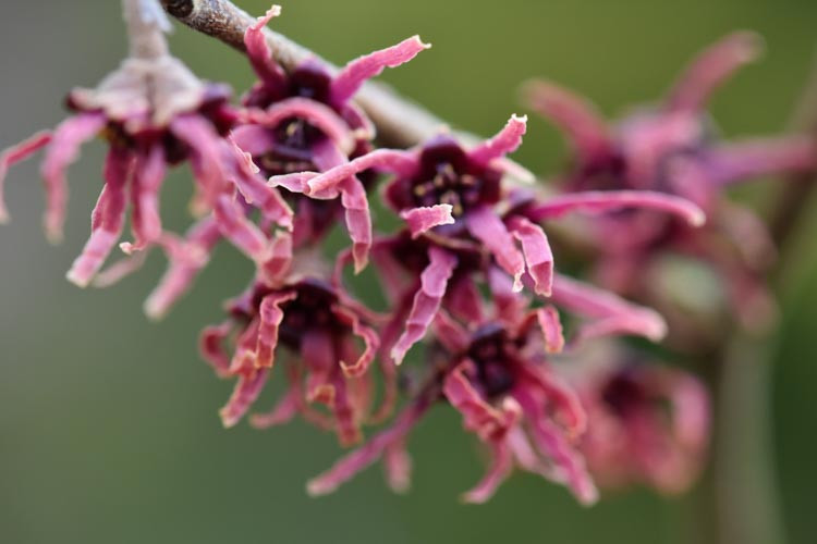 Hamamelis vernalis 'Kohankie Red', Witch Hazel 'Kohankie Red', Vernal Witch Hazel 'Kohankie Red', Ozark Witch Hazel 'Kohankie Red', Purple Flowers, Purple Witch Hazel,