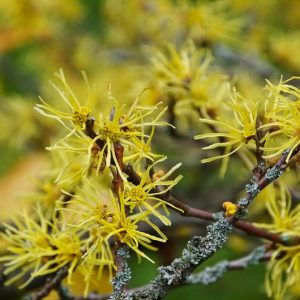 Hamamelis virginiana, Virginian Witch Hazel, American Witch Hazel, Snapping Hazel Nut, Spotted Alder, Winter Bloom, Yellow Flowers, Yellow Witch Hazel,