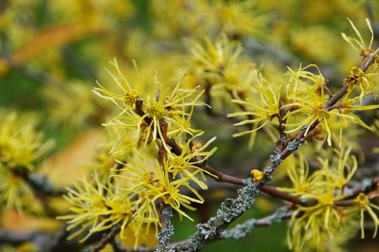 Hamamelis virginiana, Virginian Witch Hazel, American Witch Hazel, Snapping Hazel Nut, Spotted Alder, Winter Bloom, Yellow Flowers, Yellow Witch Hazel,