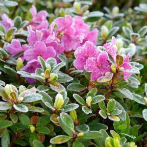 Hardy Deciduous Azaleas, Hardy Evergreen Azaleas, Hardy Rhododendron ,Hardy Azalea, Iron-clad Rhododendrons, Ironclad Rhododendrons, Ironclads