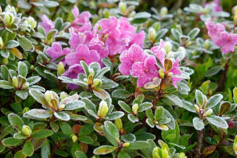 Hardy Deciduous Azaleas, Hardy Evergreen Azaleas, Hardy Rhododendron ,Hardy Azalea, Iron-clad Rhododendrons, Ironclad Rhododendrons, Ironclads