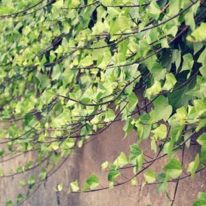 Hedera Helix, English Ivy, Common Ivy, European Ivy, Ivy, Evergreen Vines, Evergreen Groundcover, Shade perennials, Shade plants, Shade vines