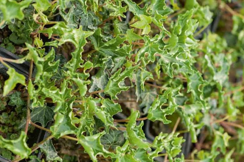 Hedera Helix Ivalace, English Ivy Ivalace, Common Ivy Ivalace, European Ivy Ivalace, Ivy Ivalace, Evergreen Vines, Evergreen Groundcover, Shade perennials, Shade plants, Shade vines