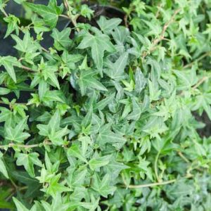 Hedera Helix Needlepoint, English Ivy 'Needlepoint', Common Ivy 'Needlepoint', European Ivy 'Needlepoint', Ivy 'Needlepoint', Evergreen Vines, Evergreen Groundcover, Shade perennials, Shade plants, Shade vines