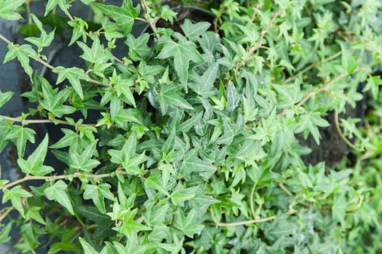 Hedera Helix Needlepoint, English Ivy 'Needlepoint', Common Ivy 'Needlepoint', European Ivy 'Needlepoint', Ivy 'Needlepoint', Evergreen Vines, Evergreen Groundcover, Shade perennials, Shade plants, Shade vines