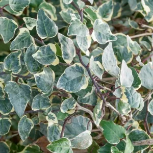 Hedera algeriensis 'Gloire de Marengo', (Algerian Ivy 'Gloire de Marengo', 'Gloire de Marengo' Algerian Ivy, Ivy 'Gloire de Marengo', Hedera canariensis 'Variegata', Hedera grandifolia variegata, Evergreen Vines, Evergreen Groundcover, Shade perennials, Shade plants, Shade vines