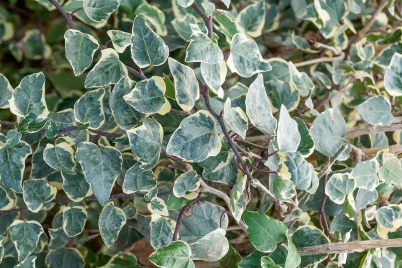 Hedera algeriensis 'Gloire de Marengo', (Algerian Ivy 'Gloire de Marengo', 'Gloire de Marengo' Algerian Ivy, Ivy 'Gloire de Marengo', Hedera canariensis 'Variegata', Hedera grandifolia variegata, Evergreen Vines, Evergreen Groundcover, Shade perennials, Shade plants, Shade vines