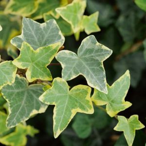 Hedera helix 'Goldchild', English Ivy 'Goldchild', 'Goldchild' English Ivy, Ivy 'Goldchild', Ivy 'Gold Child', Ivy 'Gold Baby', Evergreen Vines, Evergreen Groundcover, Shade perennials, Shade plants, Shade vines