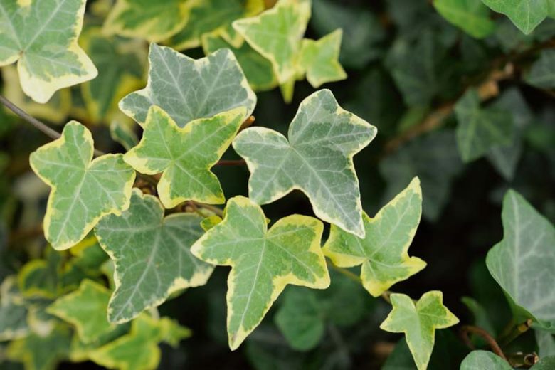 Hedera helix 'Goldchild', English Ivy 'Goldchild', 'Goldchild' English Ivy, Ivy 'Goldchild', Ivy 'Gold Child', Ivy 'Gold Baby', Evergreen Vines, Evergreen Groundcover, Shade perennials, Shade plants, Shade vines