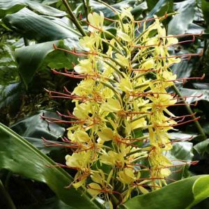 Hedychium gardnerianum, Kahili Ginger, Kahili Ginger Lily, Ginger Lily, Yellow Ginger Lily, Kahila Garland-Lily, Kahili Garland Lily, Perennial Plants, Perennial Flowers, Exotic Flowers