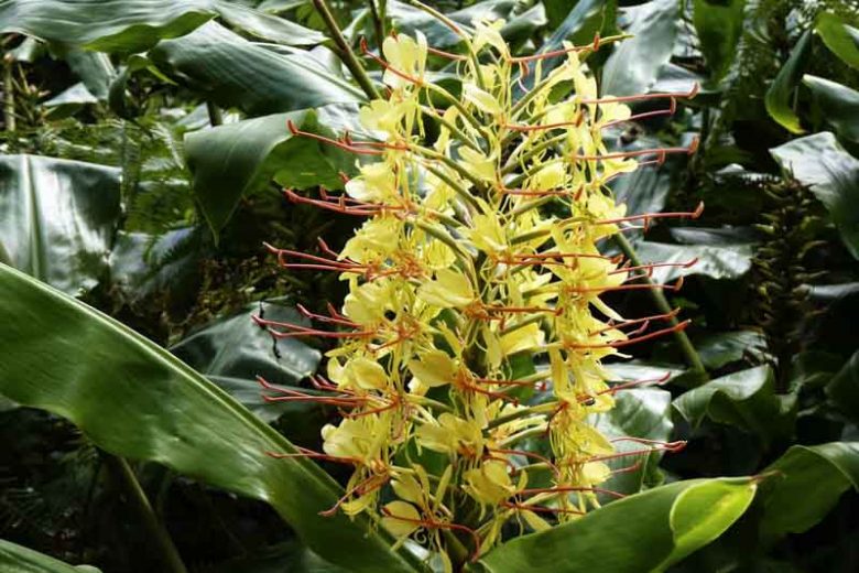 Hedychium gardnerianum, Kahili Ginger, Kahili Ginger Lily, Ginger Lily, Yellow Ginger Lily, Kahila Garland-Lily, Kahili Garland Lily, Perennial Plants, Perennial Flowers, Exotic Flowers