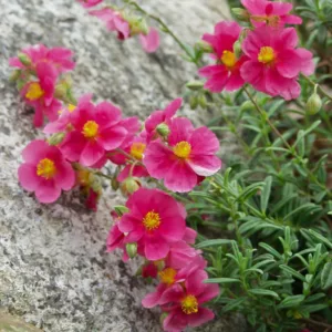 Helianthemum 'Raspberry Ripple', Rock Rose 'Raspberry Ripple', Sun Rose 'Raspberry Ripple', pink flowers, ground covers, grouncover, perennial ground cover, Mediterranean Plants