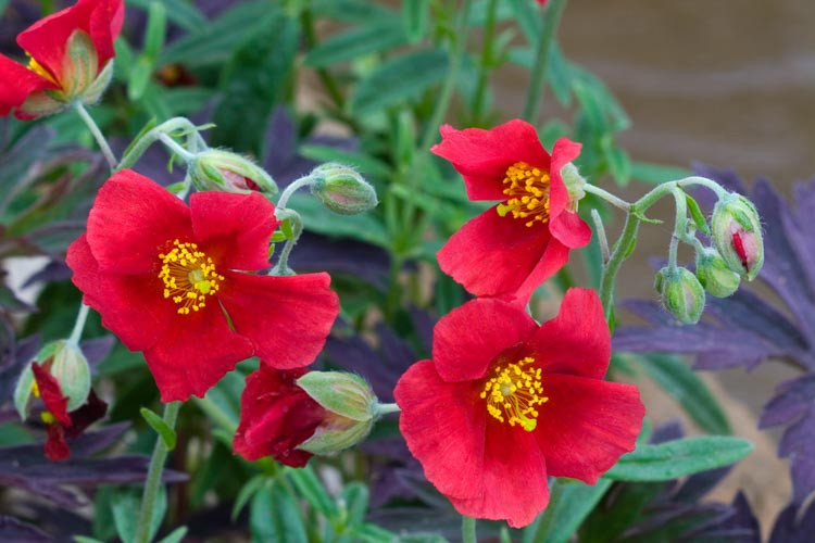 Helianthemum 'Red Dragon', Rock Rose 'Red Dragon', Sun Rose 'Red Dragon', red flowers, ground covers, grouncover, perennial ground cover, Mediterranean Plants