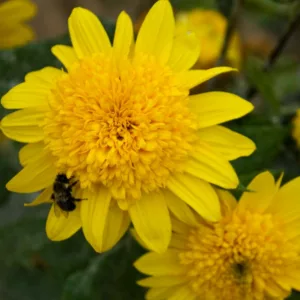 Helianthus Happy Days, Perennial Sunflower 'Happy Days', Yellow Flowers, Yellow Perennials