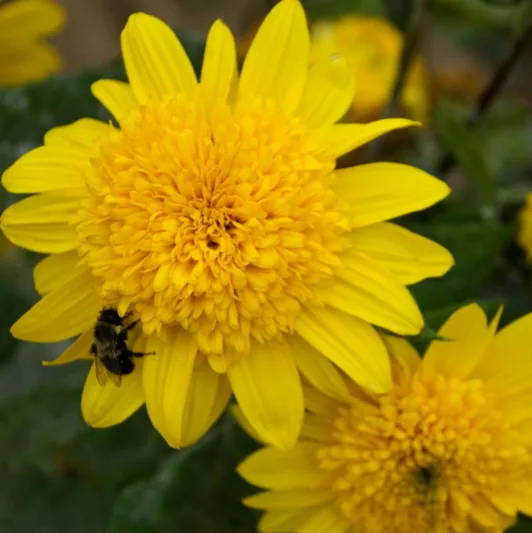 Helianthus Happy Days, Perennial Sunflower 'Happy Days', Yellow Flowers, Yellow Perennials