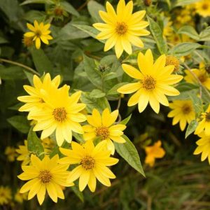 Helianthus 'Lemon Queen', Sunflower 'Lemon Queen', Lemon Queen Sunflower, Yellow Flowers, Yellow Perennials