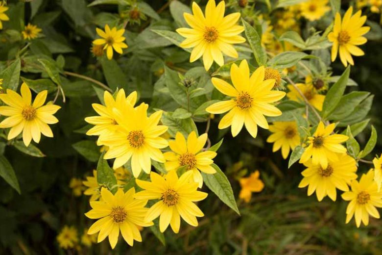 Helianthus 'Lemon Queen', Sunflower 'Lemon Queen', Lemon Queen Sunflower, Yellow Flowers, Yellow Perennials
