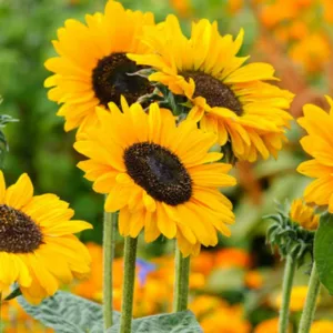 Helianthus annuus, Common Sunflower, Comb Flower, Golden Flower of Peru, St Bartholomew's Star, Yellow Flowers, Yellow Perennials