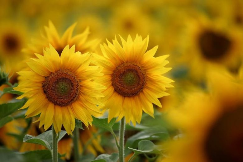 Helianthus annuus Arikara, Common Sunflower Arikara, Comb Flower Arikara, Yellow Flowers, Yellow Annuals