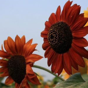 Helianthus annuus Claret, Common Sunflower Claret, Comb Flower Claret, Golden Flower of Peru Claret, St Bartholomew's Star Claret, Dark Flowers, Red Perennials, Red Sunflowers