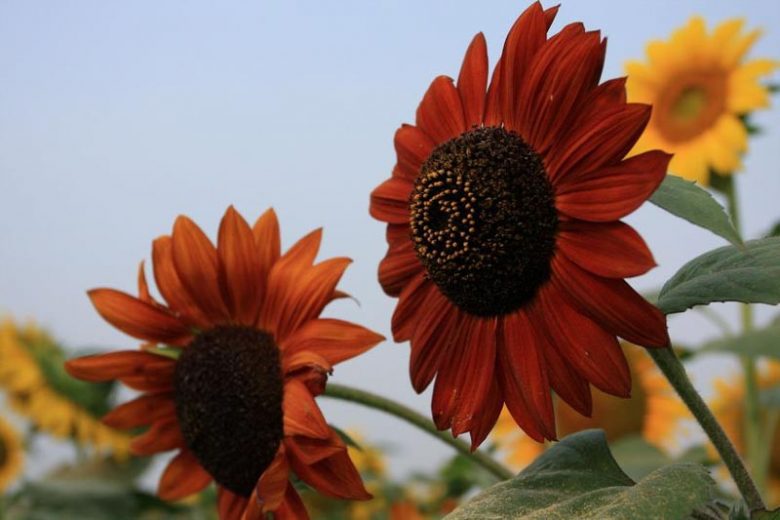 Helianthus annuus Claret, Common Sunflower Claret, Comb Flower Claret, Golden Flower of Peru Claret, St Bartholomew's Star Claret, Dark Flowers, Red Perennials, Red Sunflowers