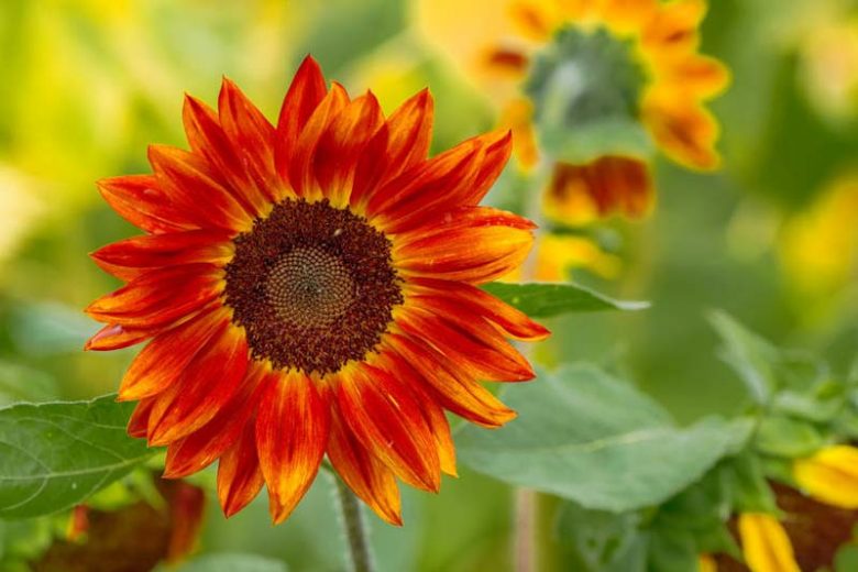 Helianthus annuus Evening Sun, Common Sunflower Evening Sun, Comb Flower Evening Sun, Red Flowers, Red Perennials, Red Sunflowers, Orange Flowers, Orange Perennials, Orange Sunflowers