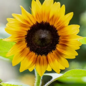 Helianthus annuus Firecracker, Common Sunflower Firecracker, Comb Flower Firecracker, Golden Flower of Peru Firecracker, Yellow Flowers, Yellow Perennials,