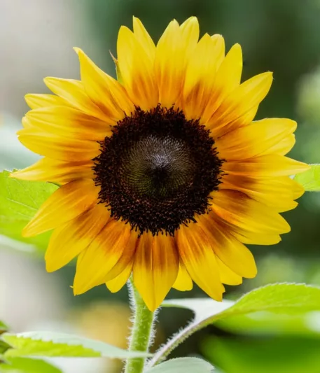 Helianthus annuus Firecracker, Common Sunflower Firecracker, Comb Flower Firecracker, Golden Flower of Peru Firecracker, Yellow Flowers, Yellow Perennials,