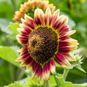 Helianthus annuus Floristan, Common Sunflower Floristan, Comb Flower Floristan, Golden Flower of Peru Floristan, Yellow Flowers, Yellow Perennials,