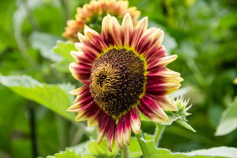 Helianthus annuus Floristan, Common Sunflower Floristan, Comb Flower Floristan, Golden Flower of Peru Floristan, Yellow Flowers, Yellow Perennials,