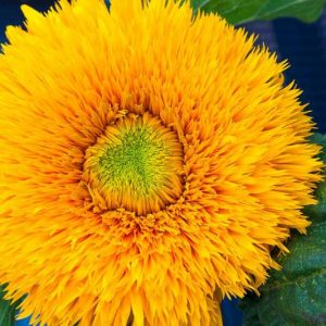 Helianthus annuus Giant Sungold, Common Sunflower Giant Sungold, Comb Flower Giant Sungold, Double Sunflower, Yellow Flowers, Yellow Annuals